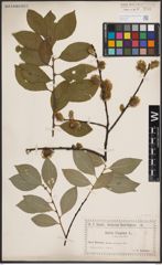 Foto von Salix caprea L.